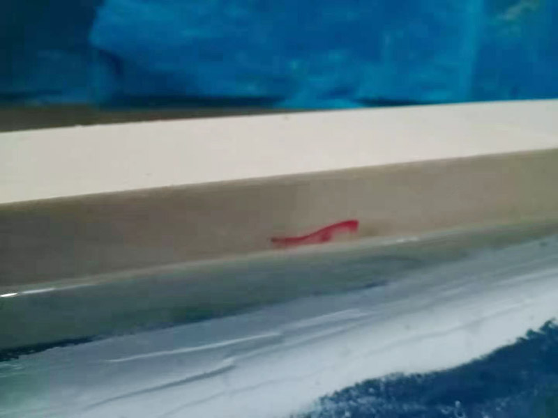 浴室防水裝修：首先要將墻面地面都要清潔干凈，這點(diǎn)非常重要，不能有散沙、土、石塊等干擾基層。如果基層開發(fā)商做的很不好的話，表面還要刷一層界面劑以防止墻面表面起沙。用噴壺將陰角部分和管根部分噴水，噴水的主要目的就是防止墻面吸收了堵漏寶太多的水分，造成堵漏寶沒有和墻面凝結(jié)在一起。那么噴多少水呢，建議以表面沒有明顯積水為宜。刷完以后，將第一遍堵漏上鋪好網(wǎng)格布，主要是防止堵漏初凝以后裂開。然后進(jìn)行第二遍涂刷堵漏，刷完就要進(jìn)行下面柔韌性防水涂刷的步驟了。