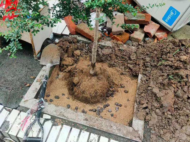 庭院植物底部防水：找到本來(lái)的防水層，由于防水層不是顯露的，是在面層下部，有必要將面層進(jìn)行悉數(shù)根除，找到本來(lái)的防水層。將原防水層根除以后，找平，將本來(lái)下部保溫層里存的水進(jìn)行排干，設(shè)一些排氣孔做排氣辦法，將保溫層里的水分排干。做完防水層以后，必定要做找坡處理，不要形成屋面部分存水，通常設(shè)置水泥砂漿找平找坡，找坡的斜度不小于3%。再進(jìn)行閉水實(shí)驗(yàn)，不漏水為合格，再進(jìn)行康復(fù)上面的維護(hù)及鋪貼面磚裝修。